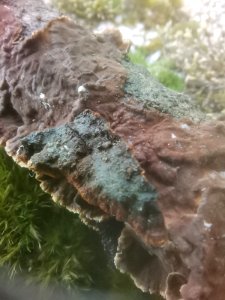 Hydnoporia tabacina 117582493
