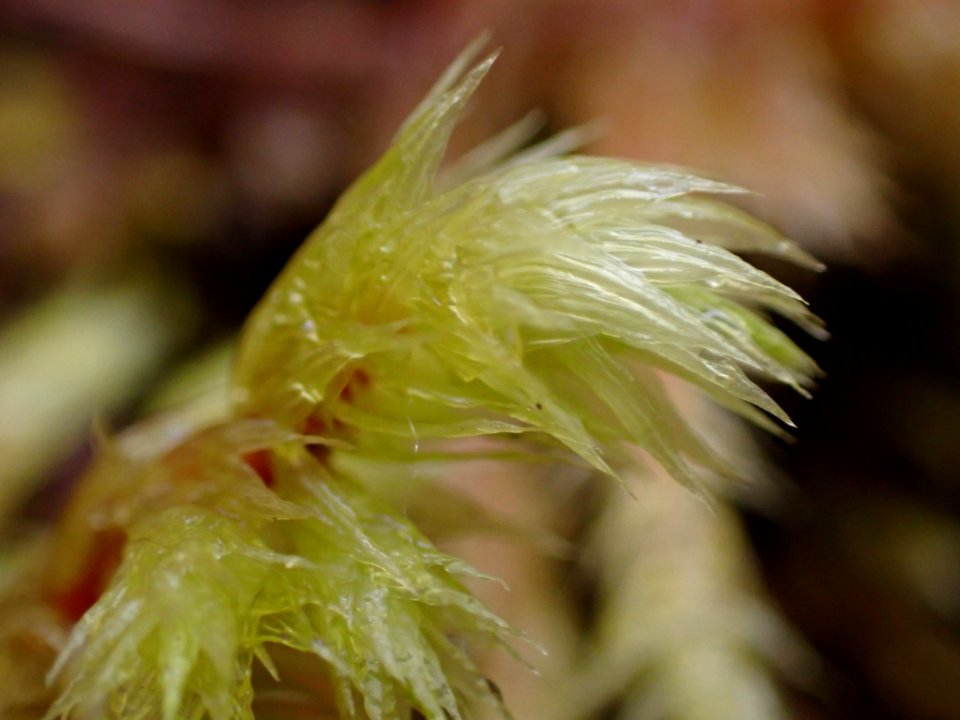 Hylocomiadelphus triquetrus 135631585