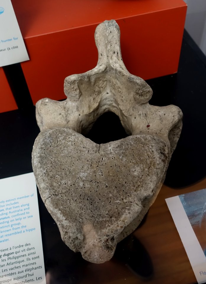 Hydrodamalis gigas vertebra - Redpath Museum - McGill University - Montreal, Canada - DSC07794