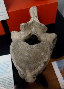 Hydrodamalis gigas vertebra - Redpath Museum - McGill University - Montreal, Canada - DSC07794 photo
