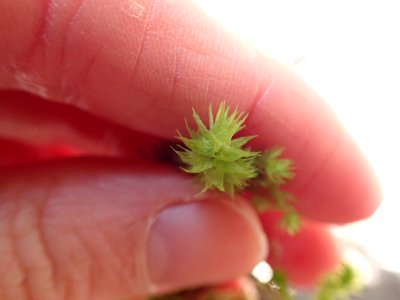 Hylocomiadelphus triquetrus 115176843