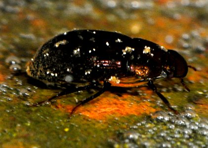 Hydrobius-fuscipes-01-fws