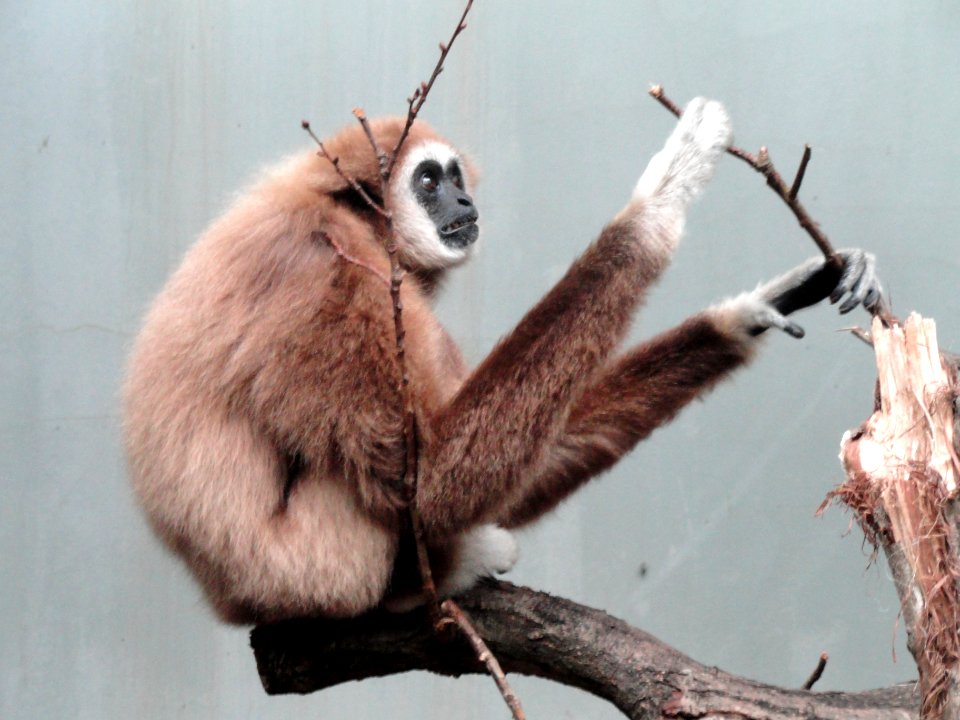 Hylobates lar - Copenhagen Zoo - DSC09160