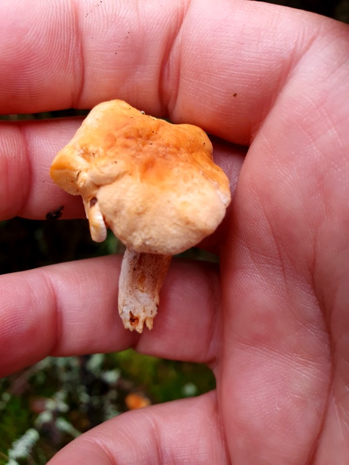 Hydnum rufescens 97704395