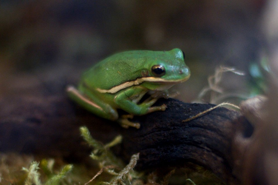 Hyla cinerea at East Bay Vivarium
