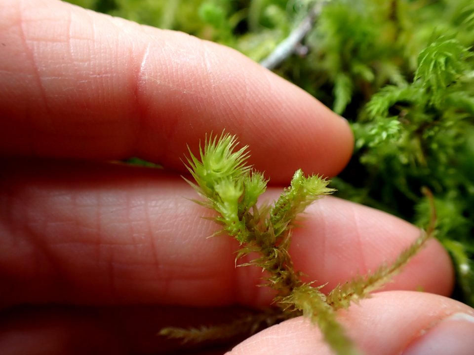 Hylocomiadelphus triquetrus 115886535