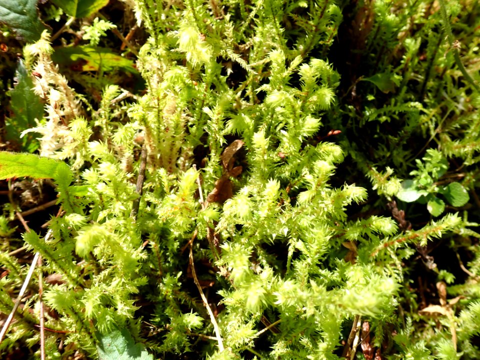Hylocomiadelphus triquetrus 118346593