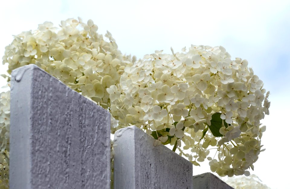 Hydrangea arborescens Annabelle over a fence under a cloud