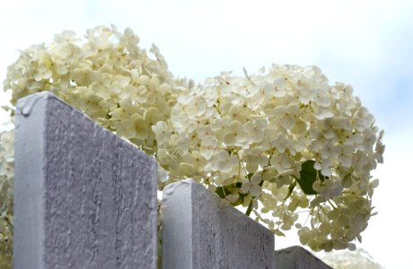 Hydrangea arborescens Annabelle over a fence under a cloud
