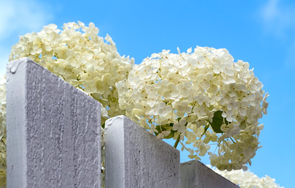 Hydrangea arborescens Annabelle over a fence