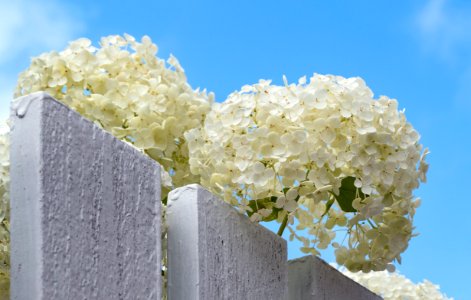 Hydrangea arborescens Annabelle over a fence