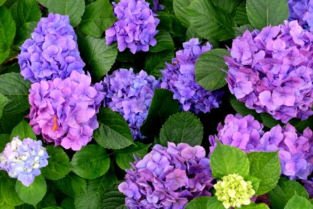 Hydrangea - Mutsu, Aomori - DSC00019