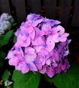 Hydrangea - Arlington, MA - 02