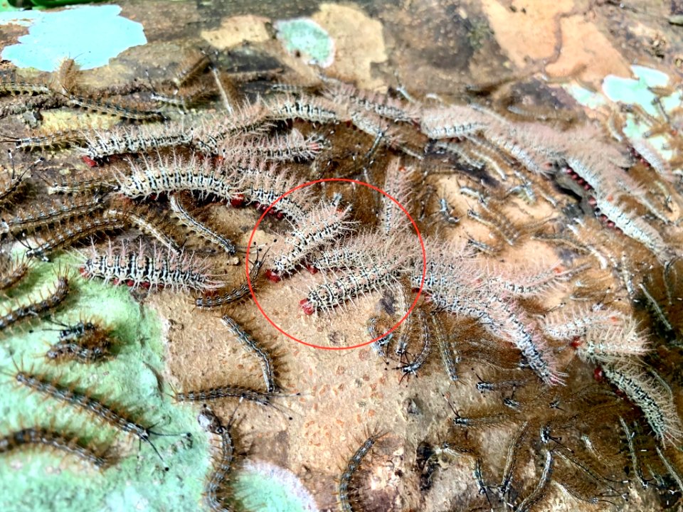 Hylesia umbratula larvae