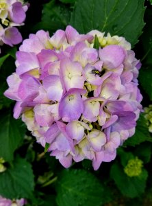 Hydrangea - Arlington, MA - 01