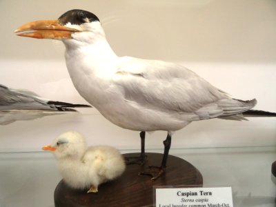 Hydroprogne caspia, formerly Sterna caspia - Pacific Grove Museum of Natural History - DSC06740