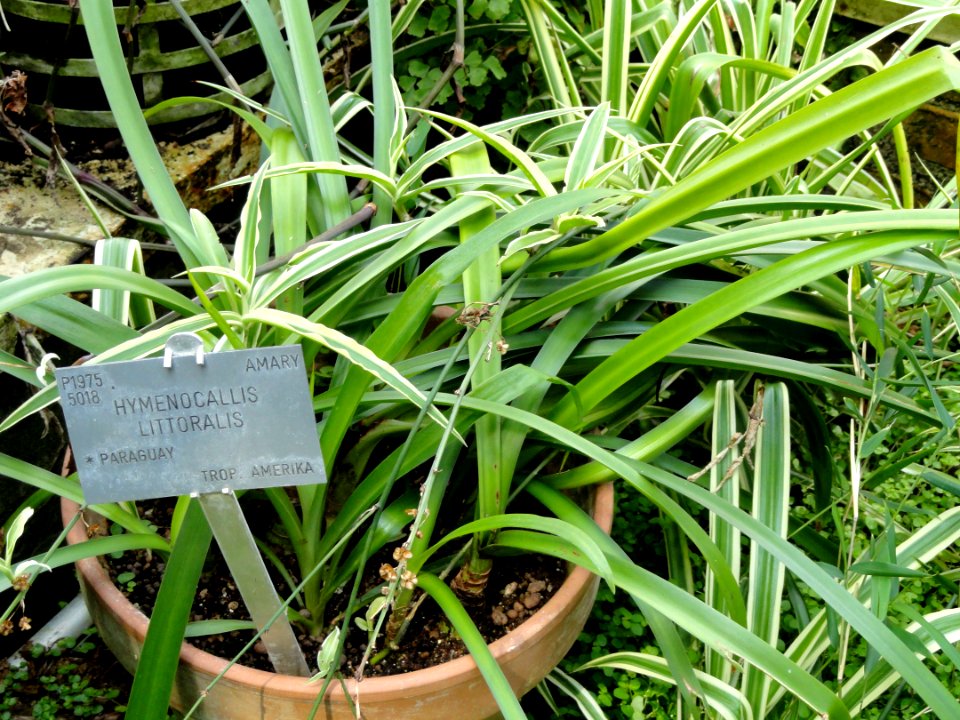 Hymenocallis littoralis - Copenhagen Botanical Garden - DSC07982