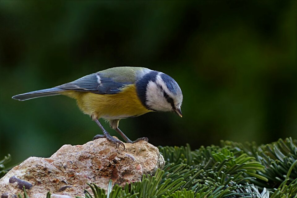 Cyanistes caeruleus foraging garden