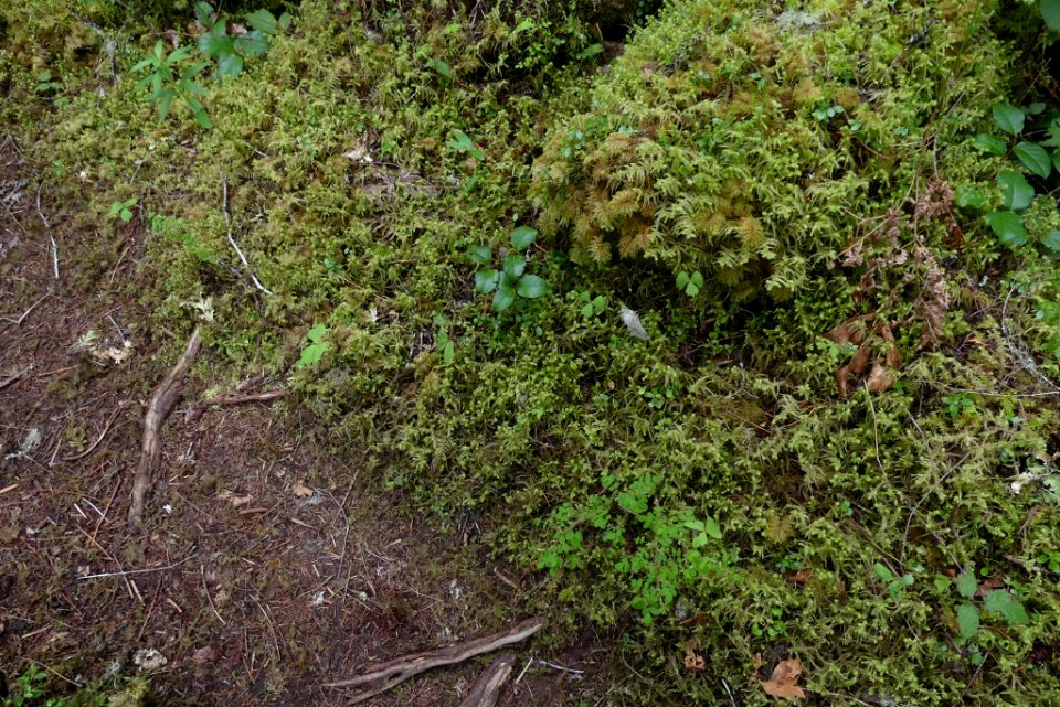 Hylocomiadelphus triquetrus 140577487