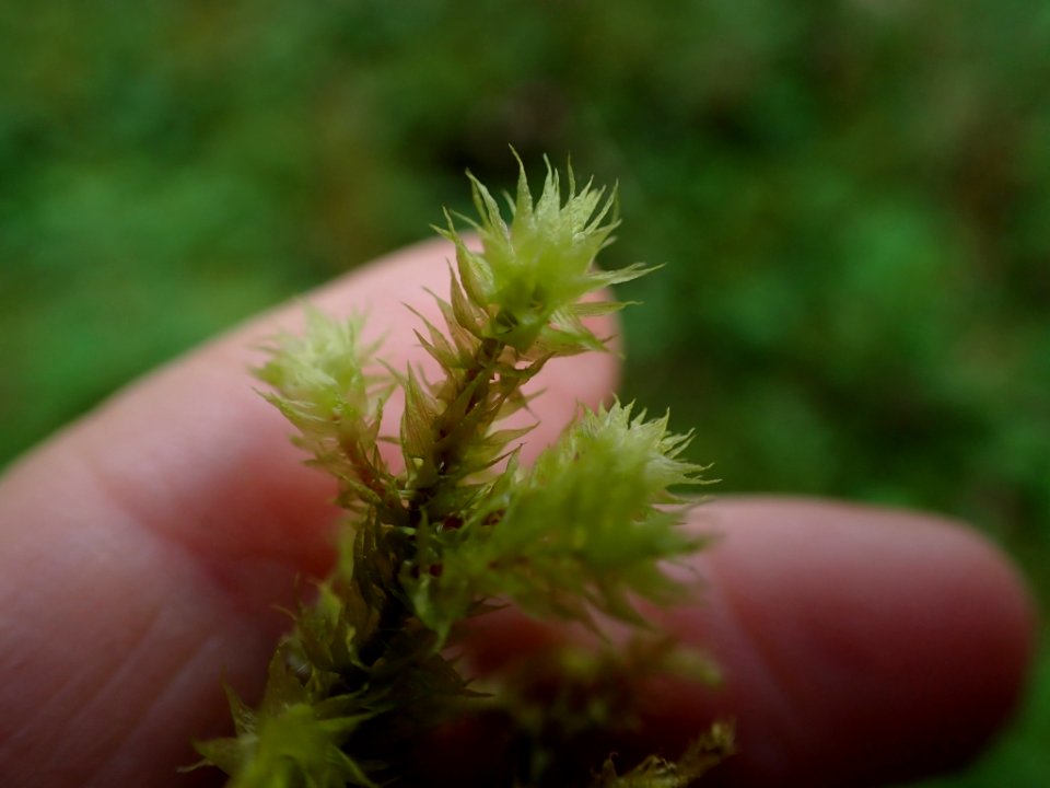 Hylocomiadelphus triquetrus 135436380