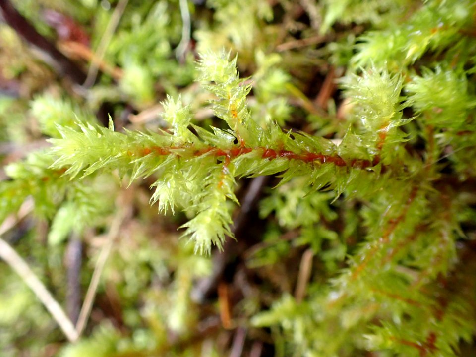 Hylocomiadelphus triquetrus 116930843