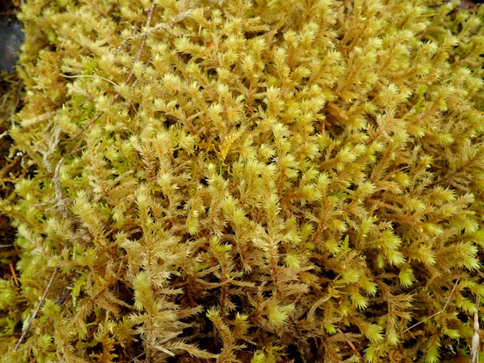 Hylocomiadelphus triquetrus 132339600