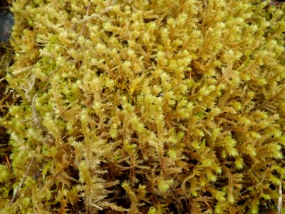 Hylocomiadelphus triquetrus 132339600