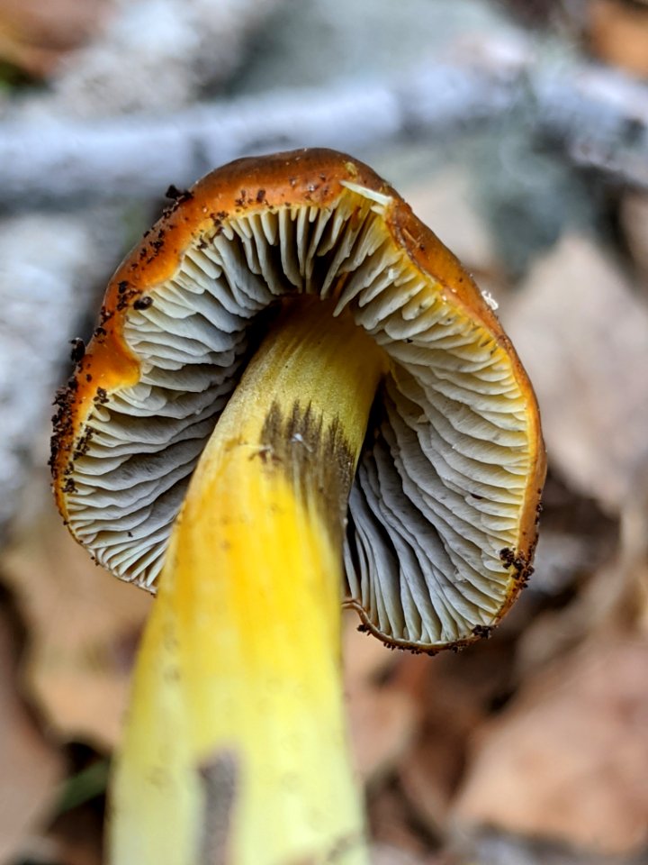 Hygrocybe singeri 61518390