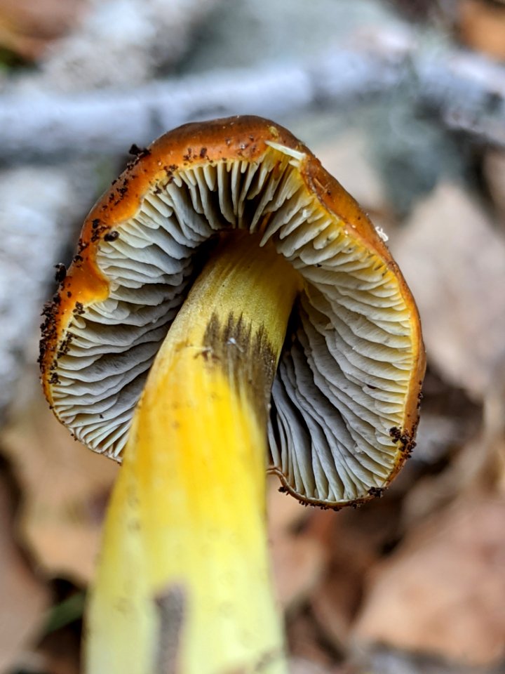 Hygrocybe singeri 61518390 photo