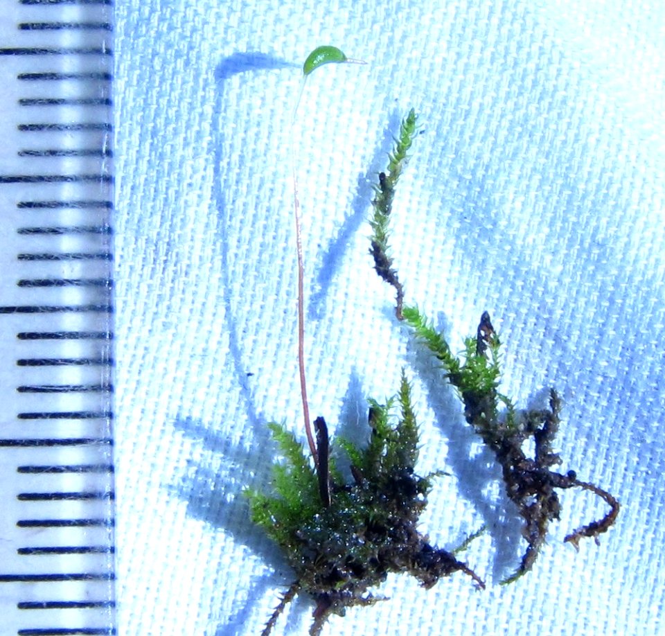Hygroamblystegium varium 61462390