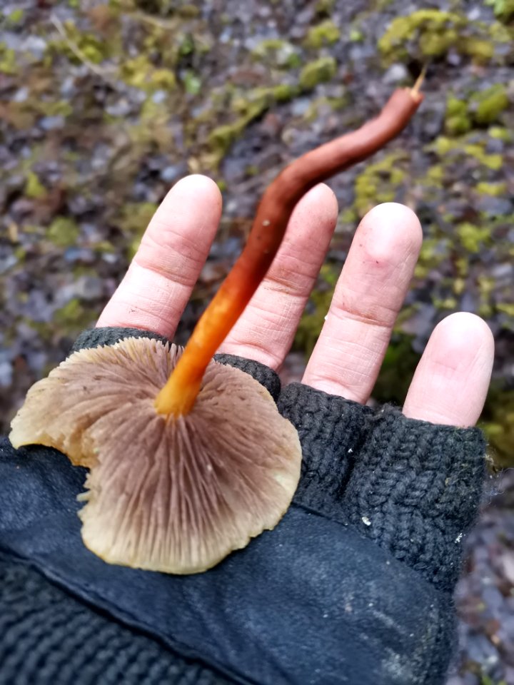 Hypholoma capnoides 107802954
