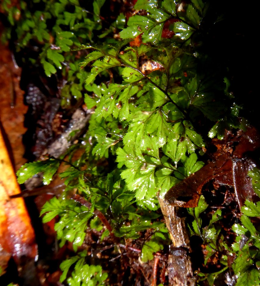 Hymenophyllum revolutum2 by Peter de Lange