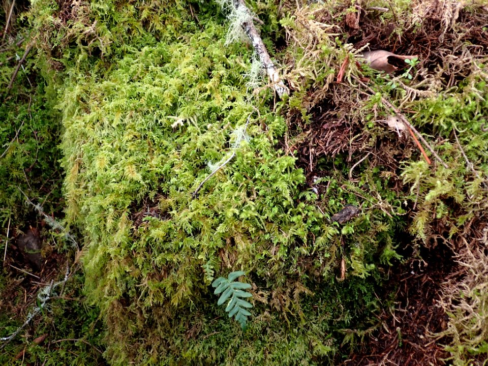 Hylocomiadelphus triquetrus 115886496
