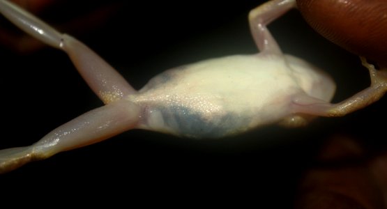 Hyperolius zonatus 111178