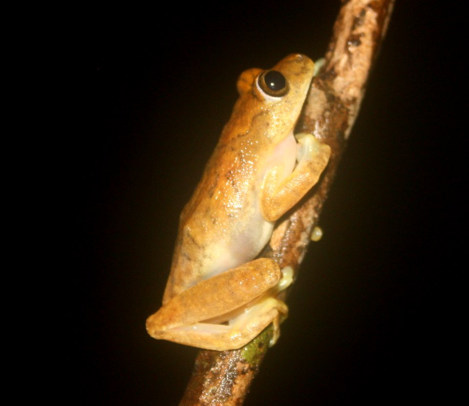 Hyperolius zonatus 111177