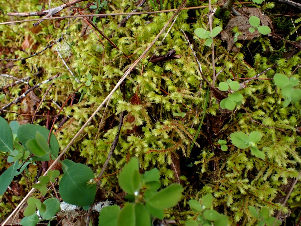 Hylocomiadelphus triquetrus 135664764