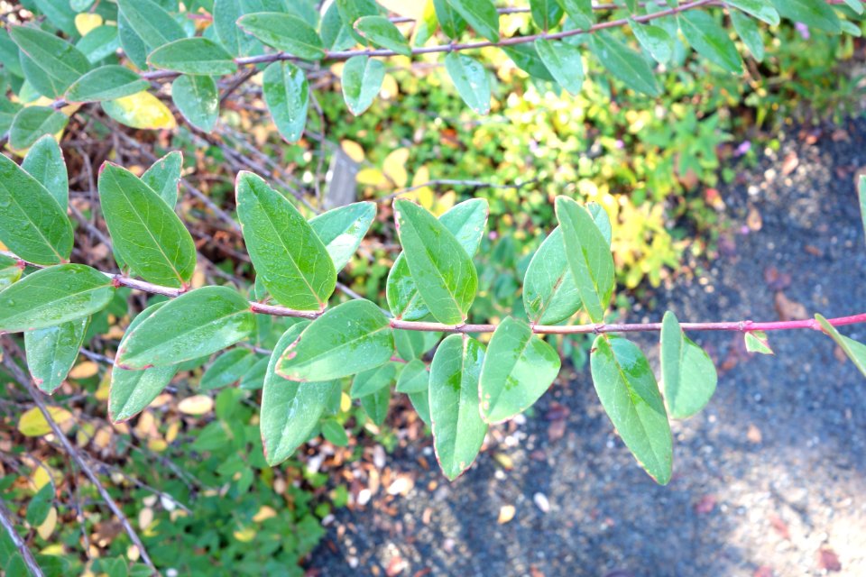 Hypericum forrestii - Quarryhill Botanical Garden - DSC03327