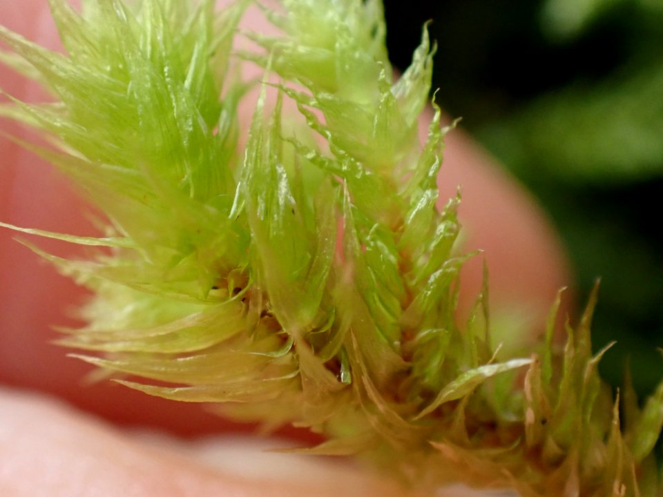 Hylocomiadelphus triquetrus 115886550