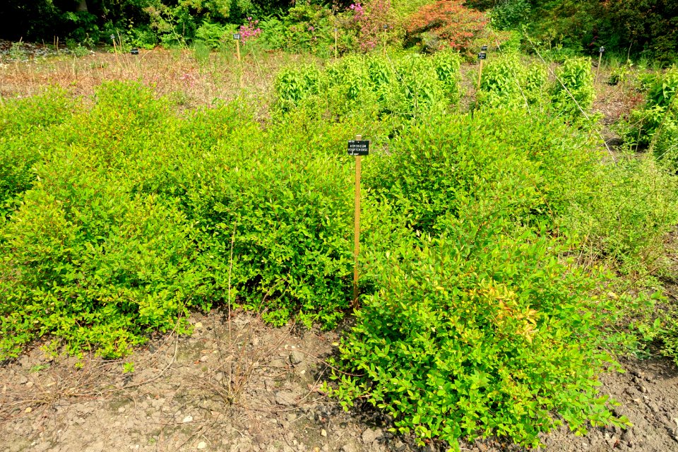 Hypericum kouytchense - Savill Garden - Windsor Great Park, England - DSC06394
