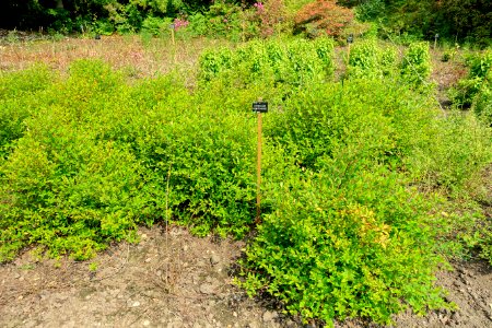 Hypericum kouytchense - Savill Garden - Windsor Great Park, England - DSC06394