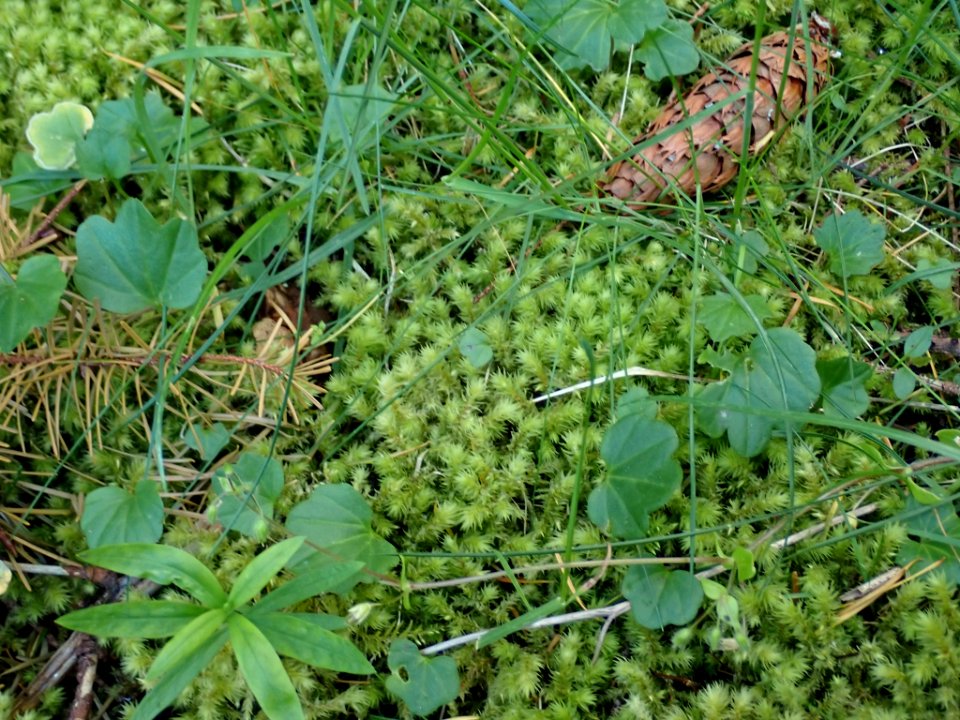 Hylocomiadelphus triquetrus 141599676