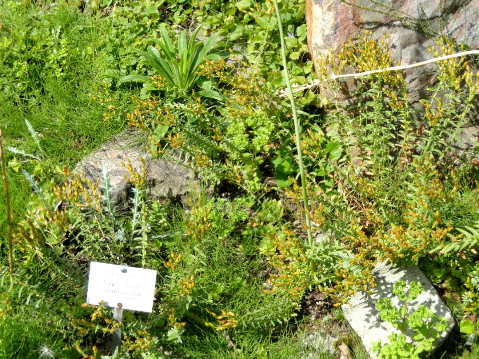 Hypericum rumeliacum - Botanischer Garten, Frankfurt am Main - DSC02634