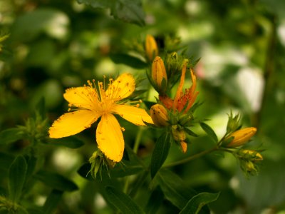 Hypericum perforatum 2014-06-20 Highland Park 01