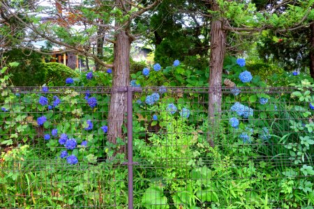 Hydrangea - Mutsu, Aomori - DSC00007