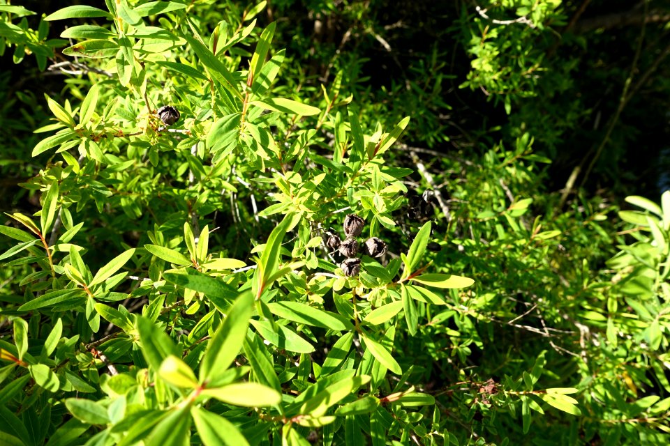 Hypericum canariense - Jardín Botánico de Barcelona - Barcelona, Spain - DSC09084