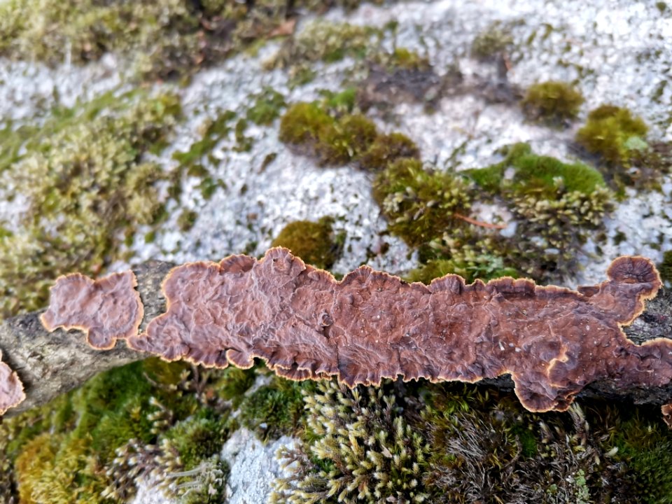 Hydnoporia tabacina 117582468