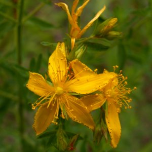 Hypericum perforatum, 2021-06-19, Castle Shannon, 02