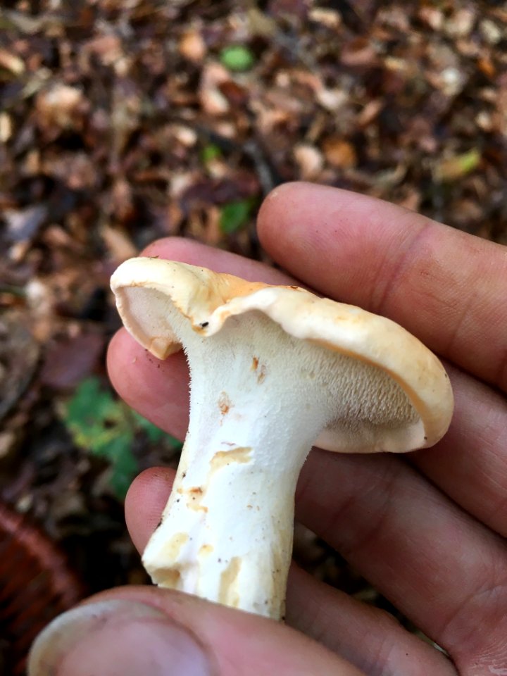 Hydnum repandum 98381535