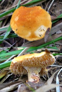 Hydnum rufescens Podkomorské lesy