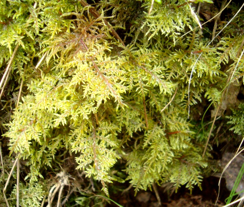 Hylocomium splendens Podkomorské lesy